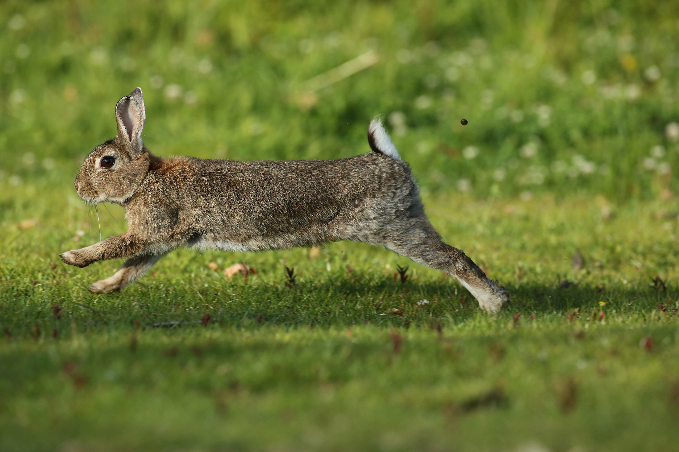 Lapin de Garenne